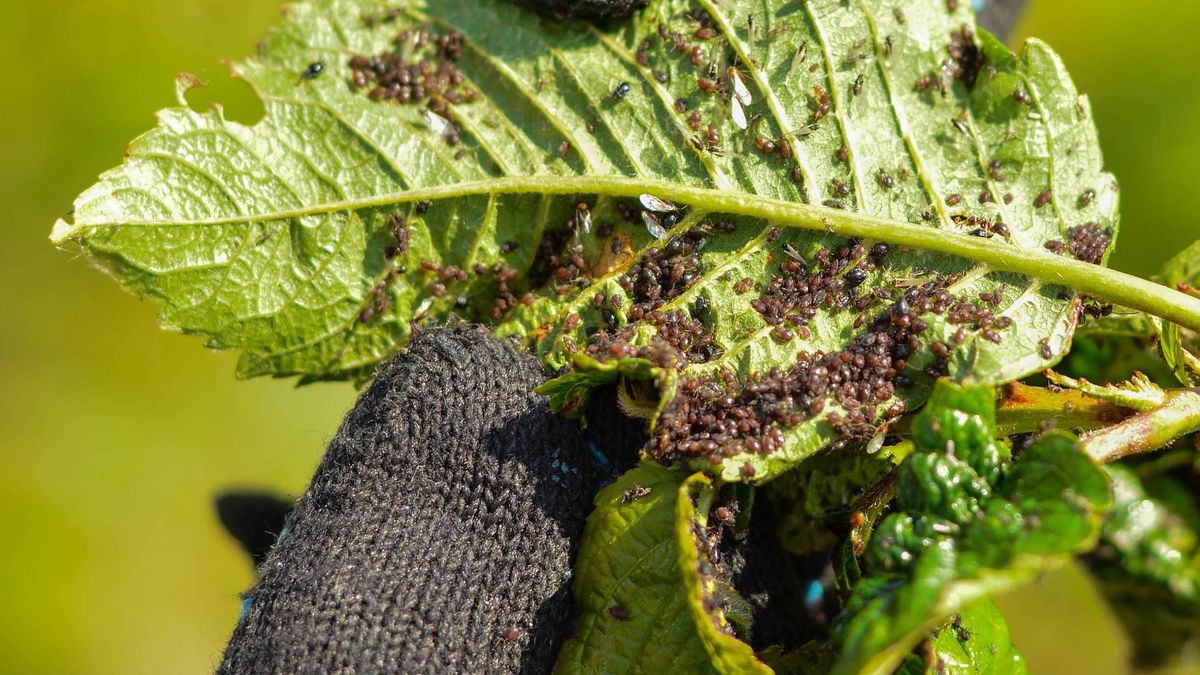 Jak usunąć mszyce?