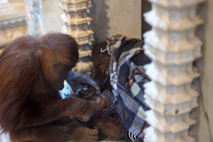 Poruszające zdjęcia małego orangutana i jego matki pokazują moc rodzicielstwa 4