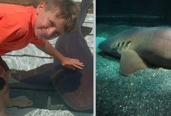 Atak rekinów na Bahamach. Ośmiolatek ciężko ranny