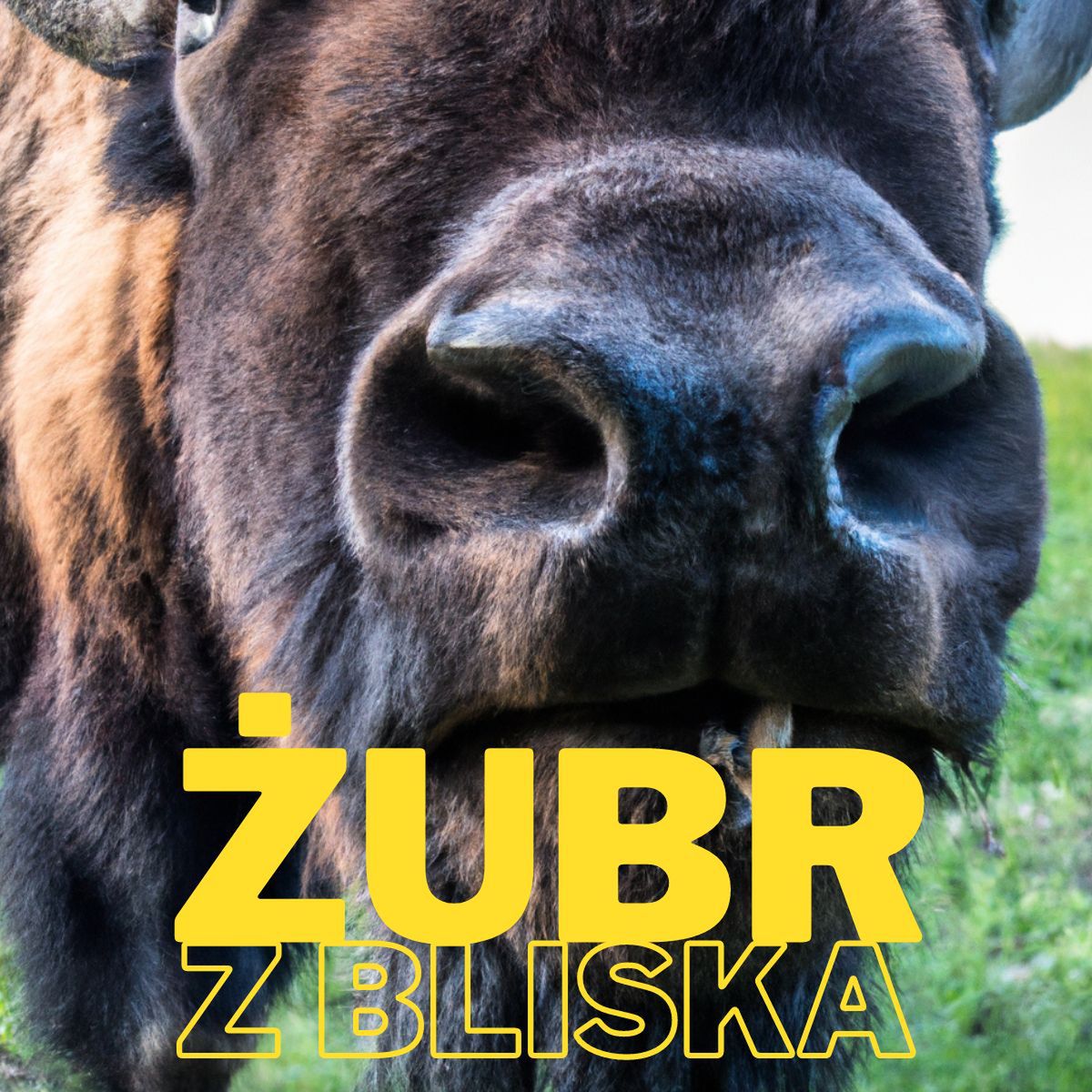 Zagroda Żubrów w Mucznem – Bieszczady