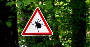 Atak kleszczy w Polsce. Naukowcy informują, czego nie zabierać do lasu