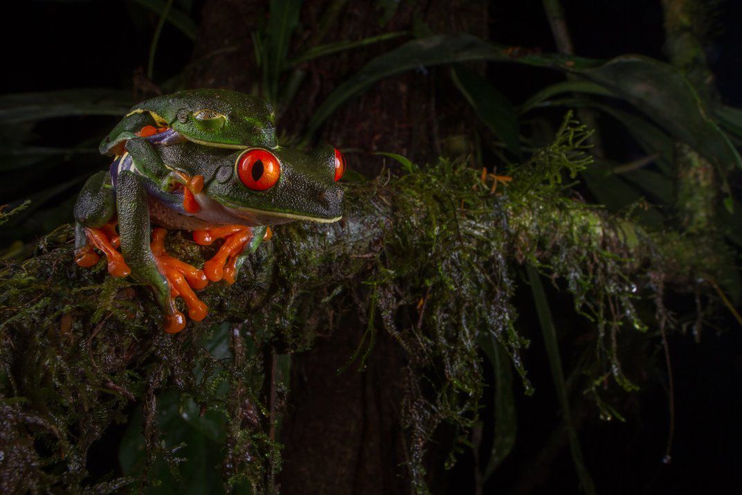 Znamy zwycięzców i finalistów Smithsonian Photo Contest 2015 13
