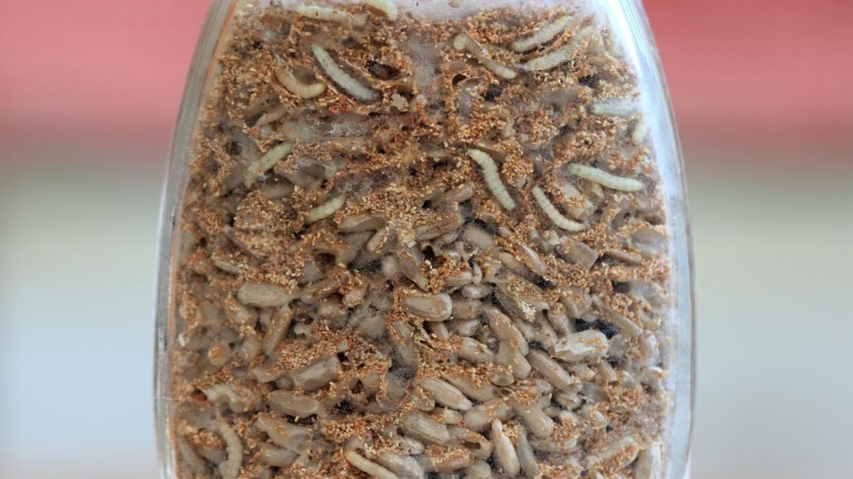 Te szkodniki potrafią bardzo zaszkodzić naszej kuchni