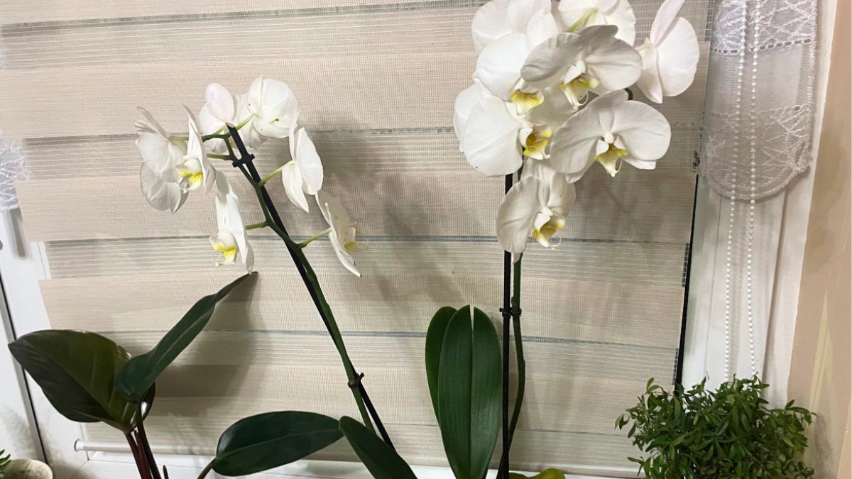 Pielęgnacja storczyka w domu.