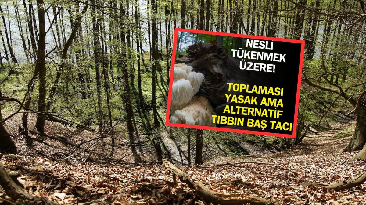 Tajemniczy grzyb z polskich lasów w centrum uwagi tureckich dzie