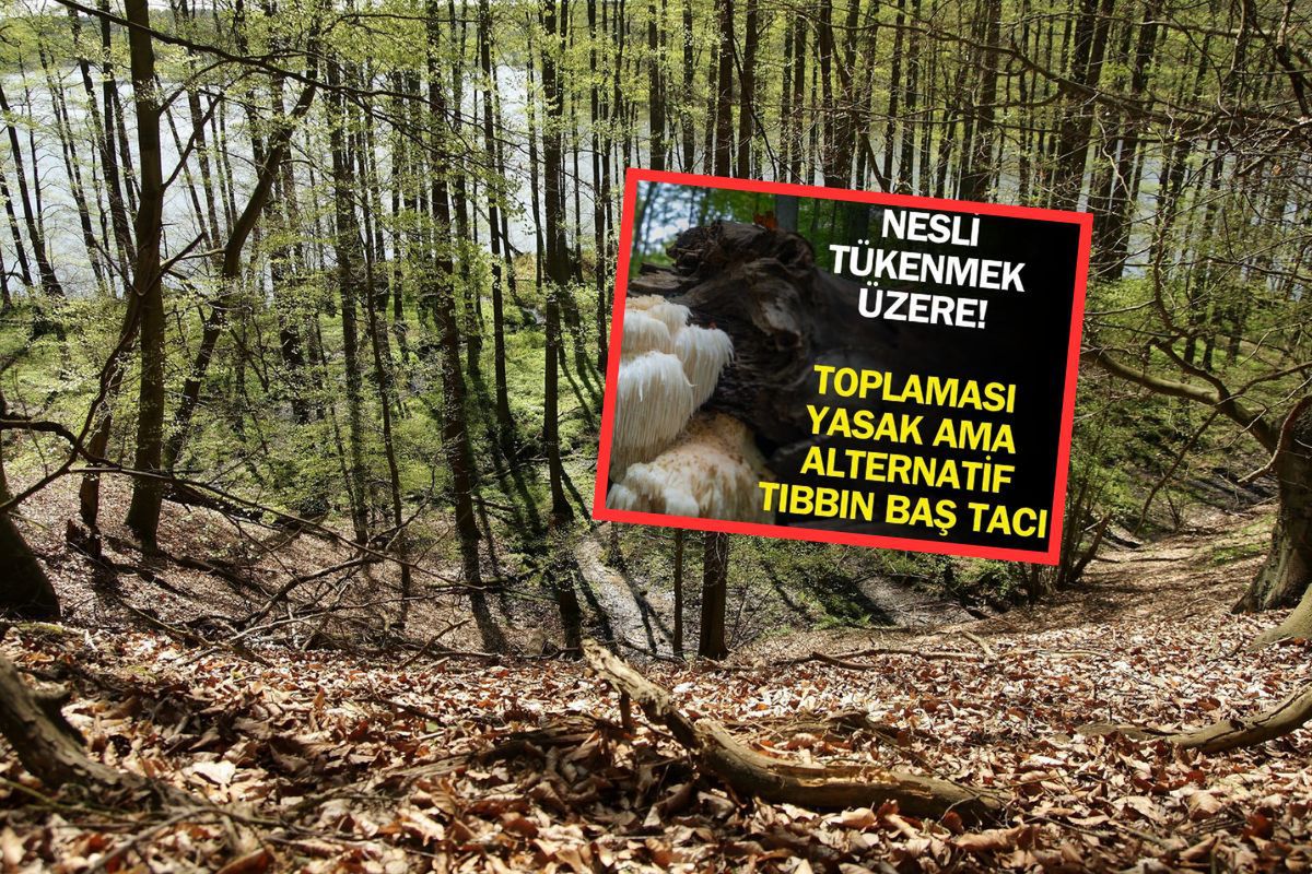 Turcy piszą o "skarbie" z Polski. Zakazany grzyb zachwyca nad Bosforem