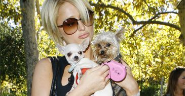 Paris Hilton jak Violetta Villas!