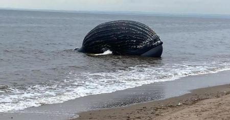 Martwy humbak na plaży. Badacze odkryli coś przerażającego