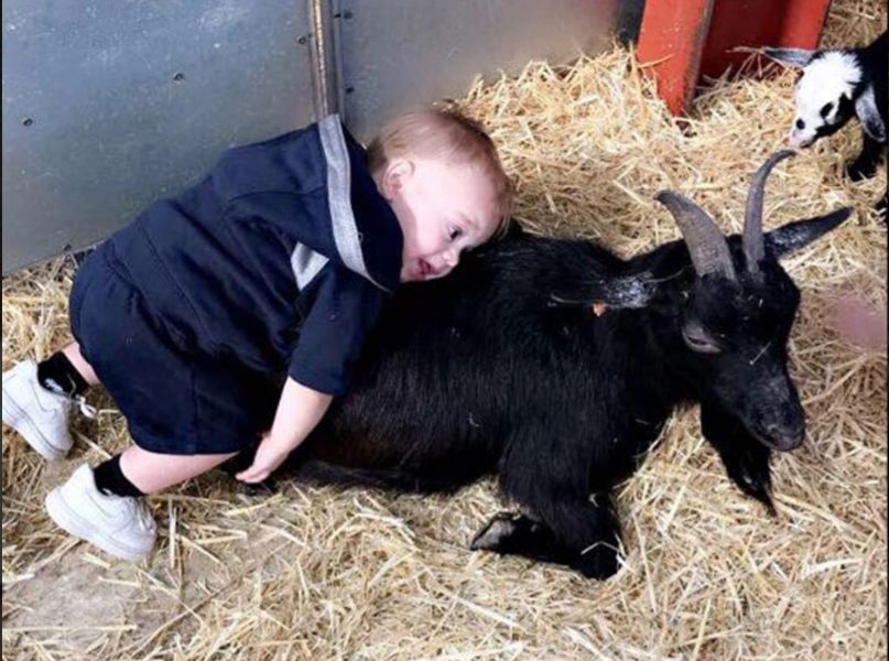 Nawet koza nie umknęła jego uwadze