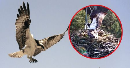 Wielka radość leśników z Lipki. Do gniazda rybołowów wrócił drugi drapieżnik