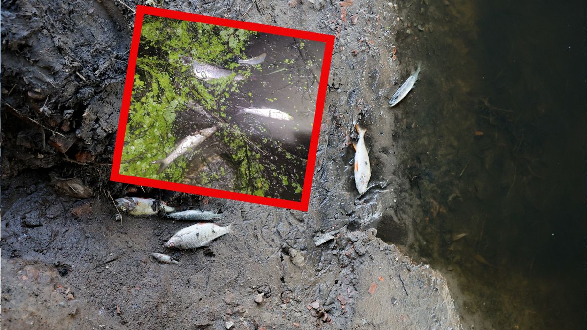 Śnięte ryby pojawiły się w Małopolsce