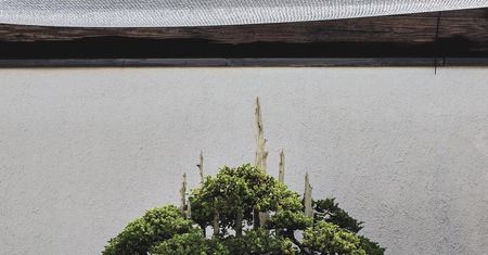 Ponadczasowe piękno drzewek bonsai autorstwa Stephena Vossa