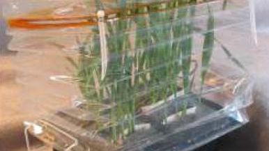 Pierwsza szklarnia na orbicie tuż-tuż 1