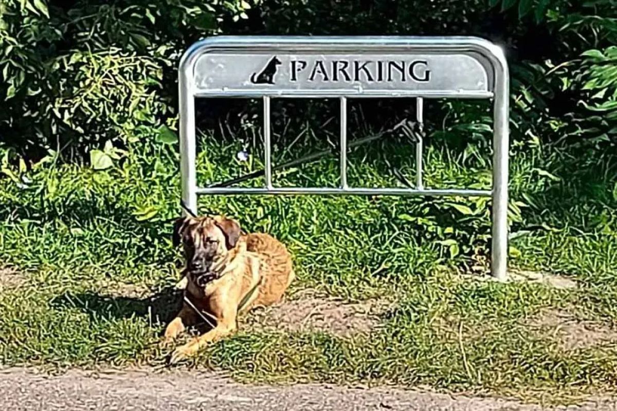 Parking dla psów! Kto wpadł na tak absurdalny pomysł?