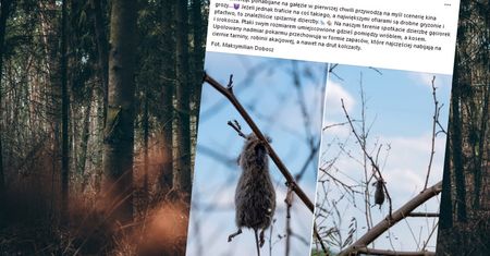 Ciała zwierząt ponabijane na gałęzie. W polskim lesie sceny jak z horroru