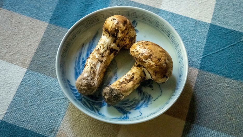 Gąska sosnowa w Polsce. Za kilogram grzybów trzeba zapłacić nawet 2 tysiące euro.