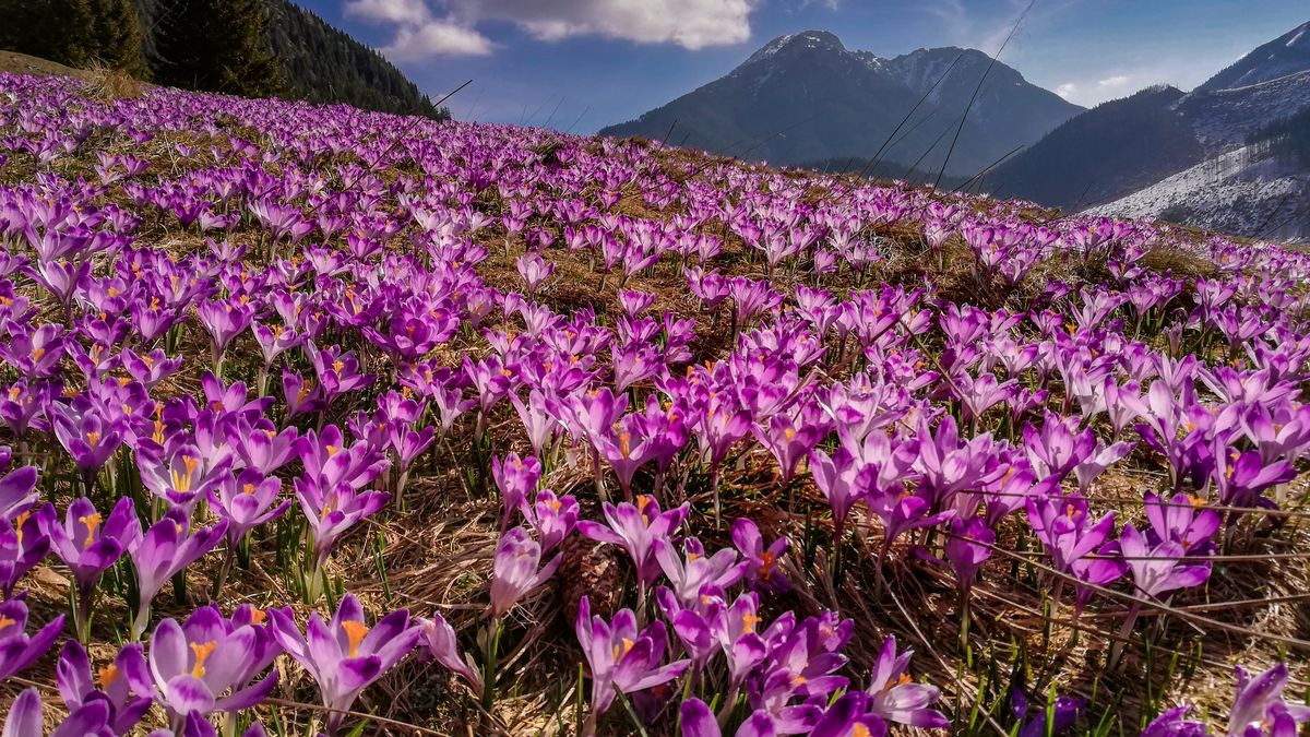 Paweł Uchorczak sfotografował piękno krokusów w Tatrach 1