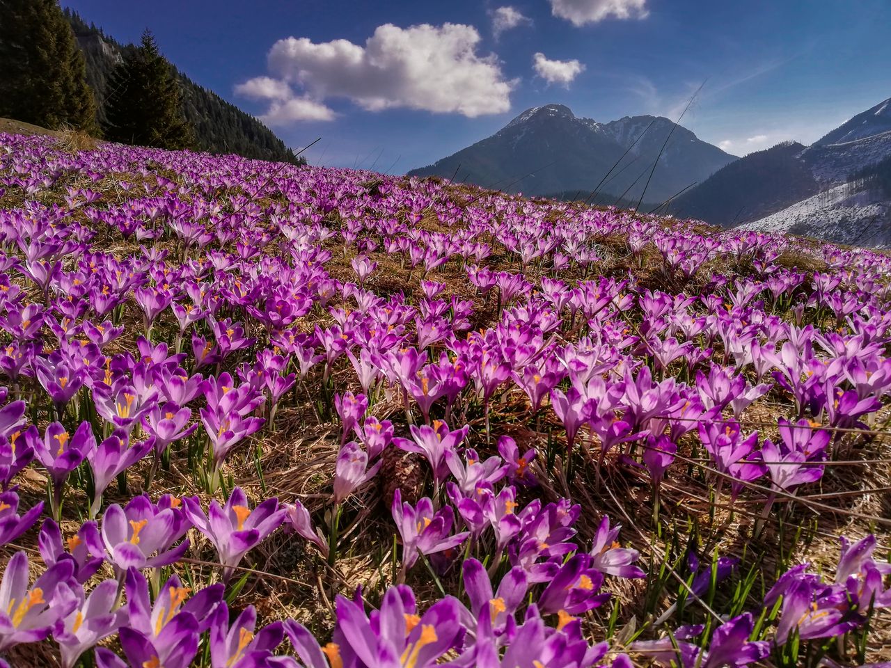 Paweł Uchorczak sfotografował piękno krokusów w Tatrach