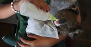 Koale uratowane z pożarów w Australii mają dobrą opiekę