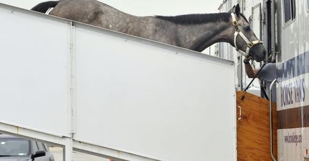 Samolot wrócił na lotnisko. Koń uwolnił się z boksu