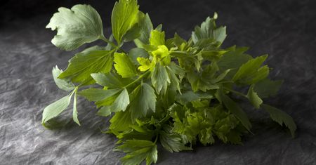Lubczyk - lek i naturalny afrodyzjak