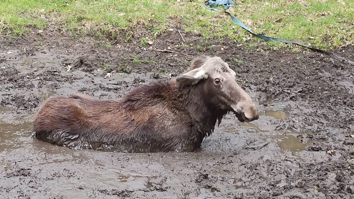 Łoś ugrzązł w błocie. Pomogli mu myśliwi i strażacy