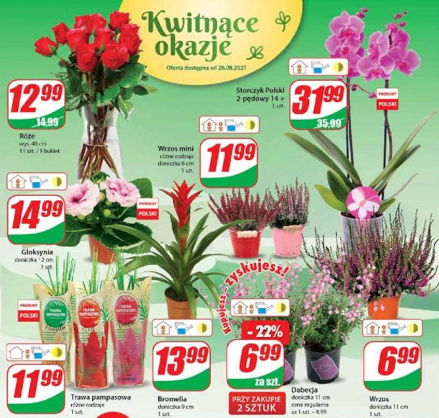 Storczyk dwupędowy za 31,99 zł 