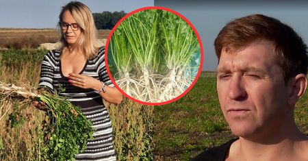Afera pietruszkowa. Polscy rolnicy tracą miliony złotych