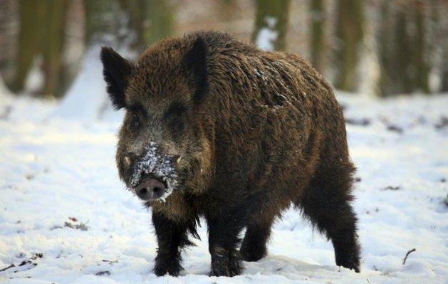 Jak ustrzec się przed atakiem zwierząt