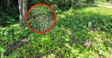 Są dużym zagrożeniem. Leśnicy reagują. "Apelujemy"