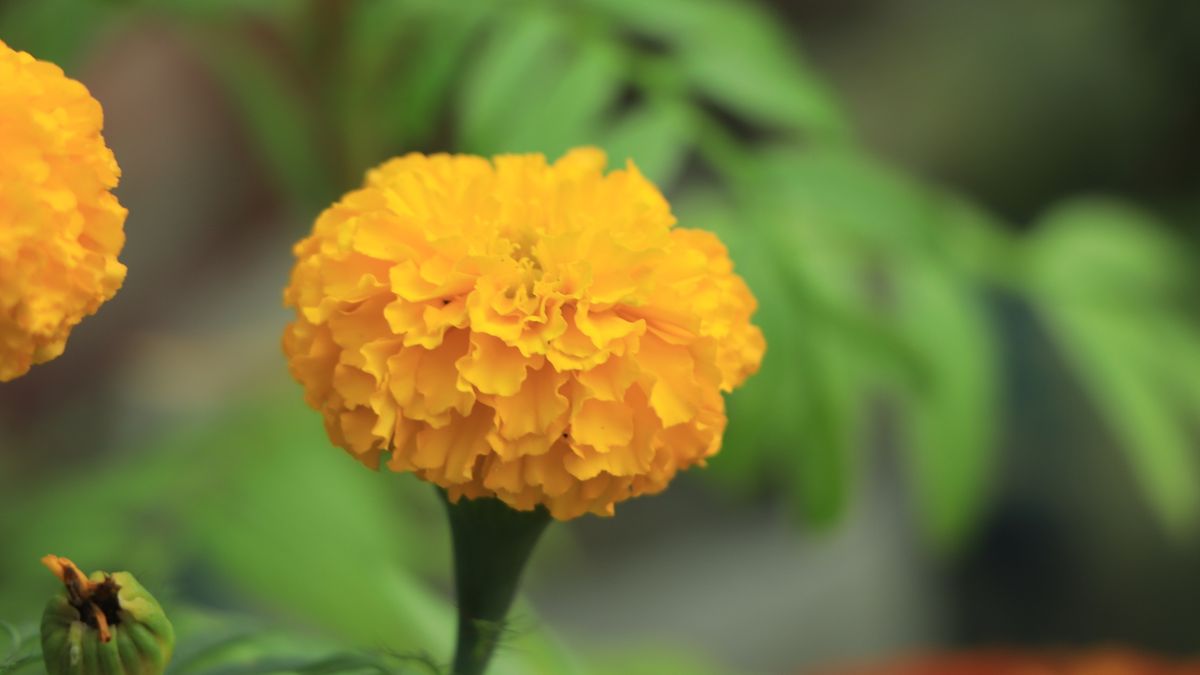 Marigold flower with selective focus in winter
Marigold flower with selective focus in winter
Hossain Mahmud  Hasib
yellow marigold, mari, gold, marigold closeup, marigolds, red marigold, orange marigold, marigold flower, yellow flower, marigold background, background, spring, floral, green, orange, indian, colorful, field, beautiful, natural, culture, botanical, flora, bloom, blooming, growing, closeup, french marigold varieties, blossoming, fine flower, orange flower, mexican marigold, green leaves, aztec marigold, gold flower, fresh, dried marigolds