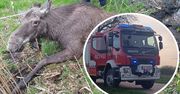 Koszmar łosia. Zwierzę ugrzęzło przez biegające psy