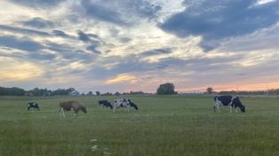 Dobrostan zwierząt ze zmianami na korzyść rolników