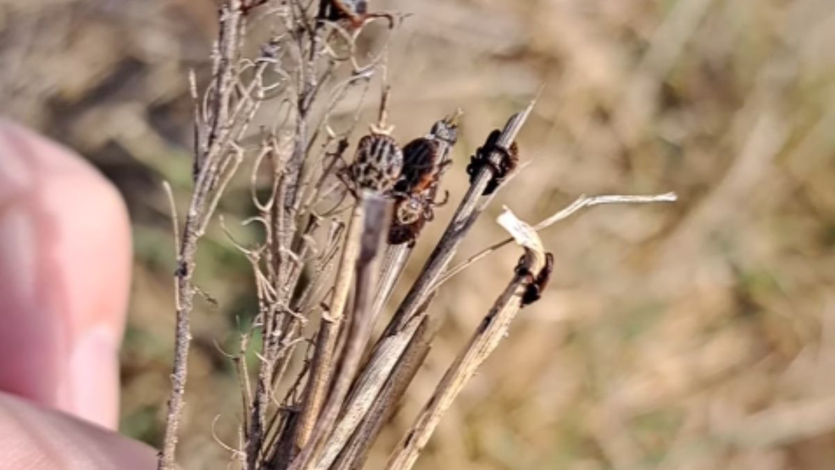 Kleszcze już wyszły na żer