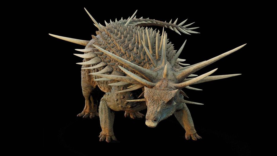 Spicomellus afer