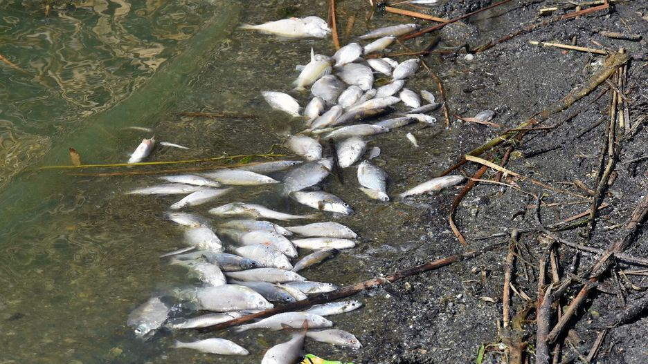 100 tys. martwych ryb wyrzuconych do morza. Francuskie władze wszczynają śledztwo