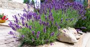 Kiedy sadzić lawendę do gruntu? Termin jest kluczowy