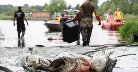 Zatruta Odra to również katastrofa dla firm. Przedsiębiorcy rozliczą część strat w kosztach