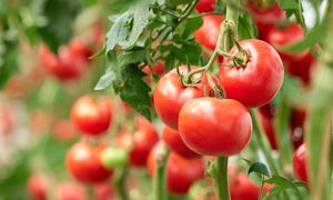 Czym pryskać pomidory w lipcu? Te metody zapewnią zdrowe i obfite plony