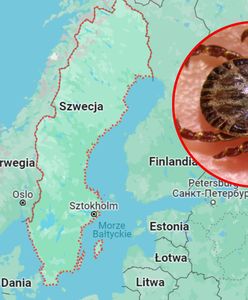 Groźny gatunek kleszcza dotarł do Szwecji. Wywołuje śmiertelną chorobę