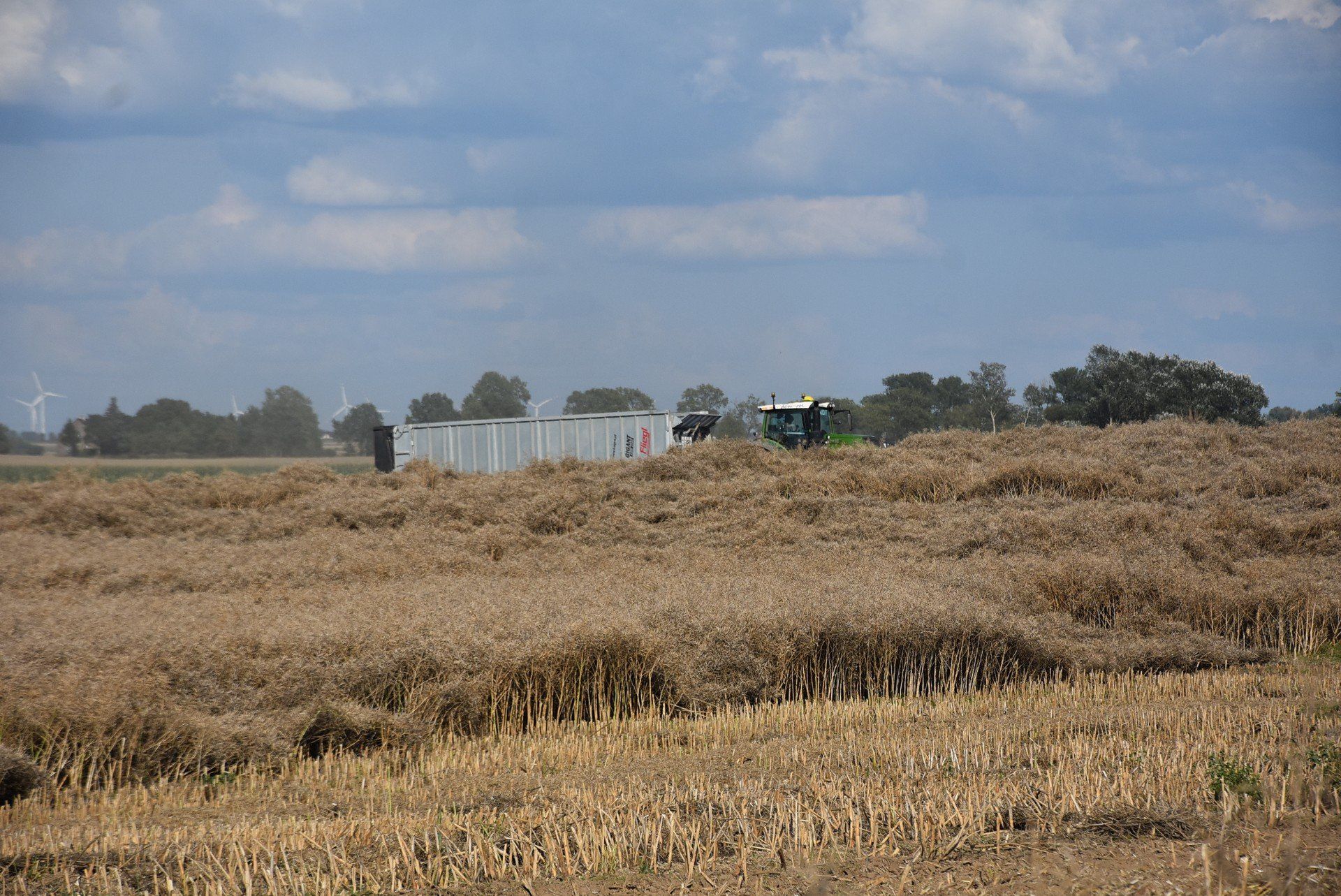 Pole rzepaku gotowe do zbioru