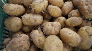 Jakie są aktualne ceny ziemniaków w lipcu 2025?