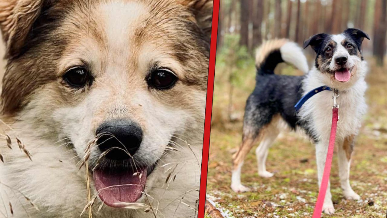 Kundelki z Miluszkowa czekają na nowe rodziny