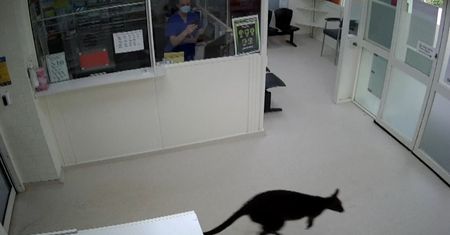 Niezwykły gość w australijskim szpitalu. Uchwyciła go kamera monitoringu