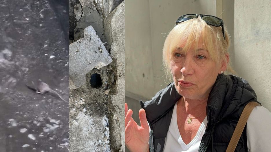Szczury w kamienicy przy Ząbkowskiej 2