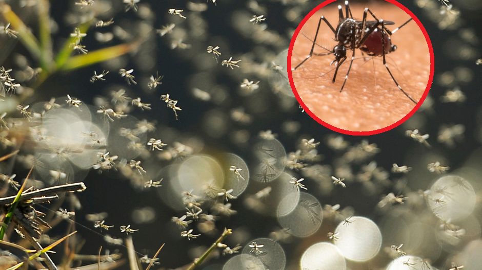 Co przyciąga komary?