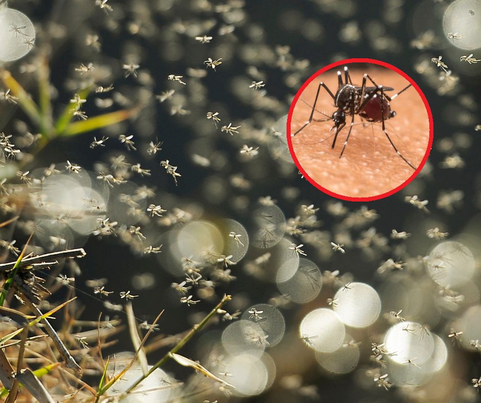 Komary atakują chmarami. To nie grupa krwi czy kolor ubrań przyciąga insekty