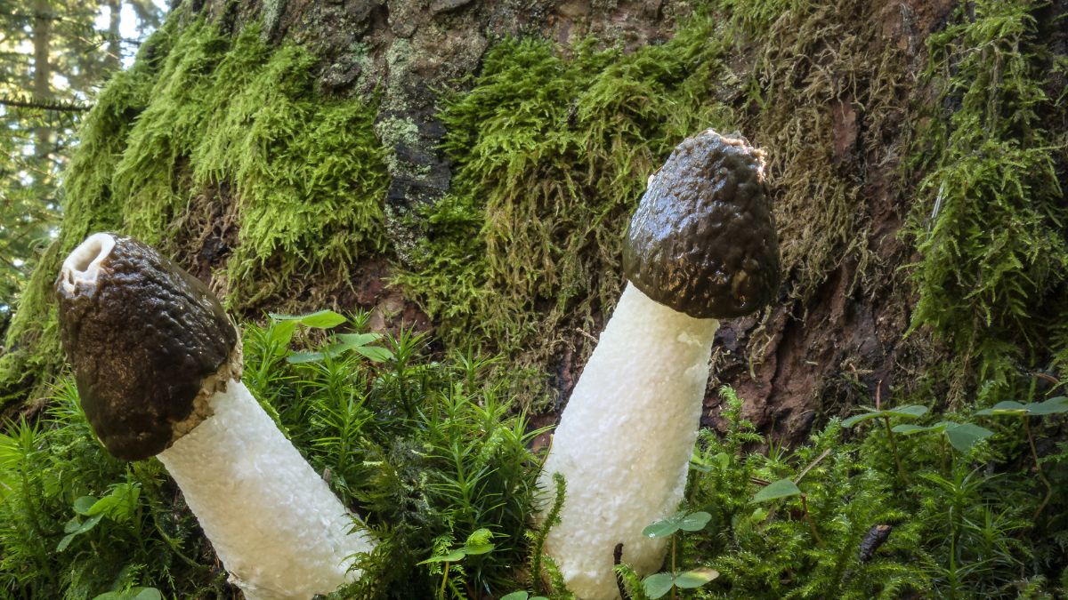 Sromotnik bezwstydny ma ciekawy wygląd i nazwę