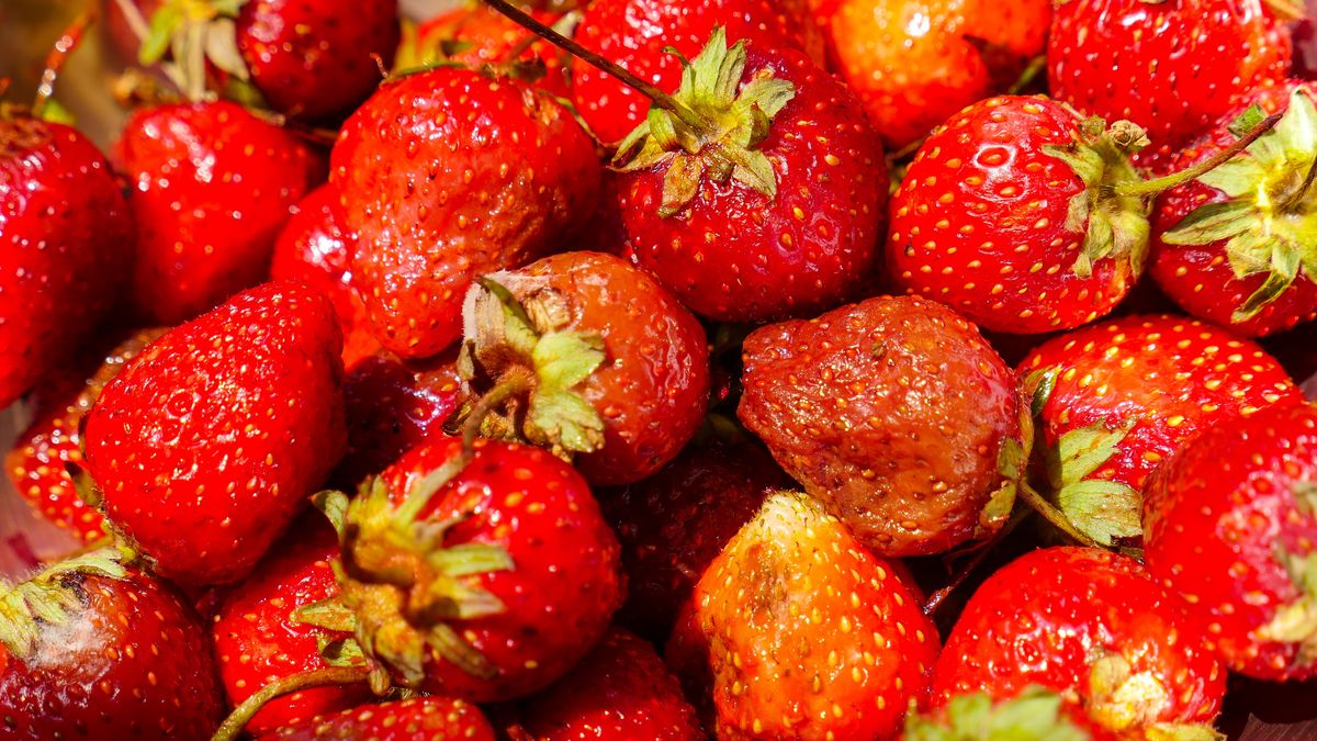 Takie truskawki mogą ci zaszkodzić. Nie wystarczy odkrawać
