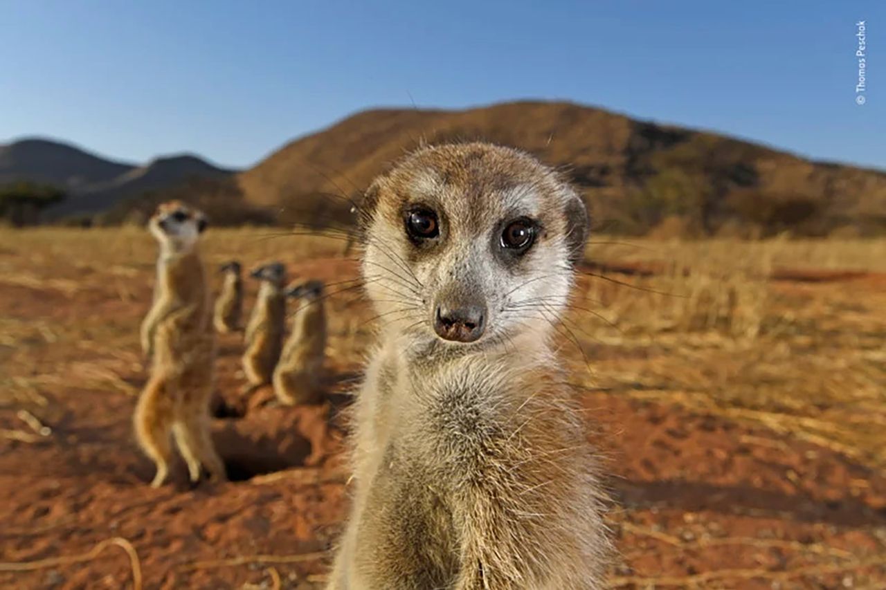 Publiczność wybrała najlepsze zdjęcia konkursu Wildlife Photographer of the Year 2021. Oto one